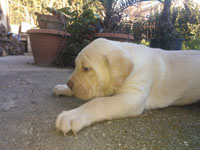 cucciolata cane corso